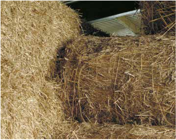 Droog riet gebruikt voor stalstrooisel (Bestman et al. , 2019)