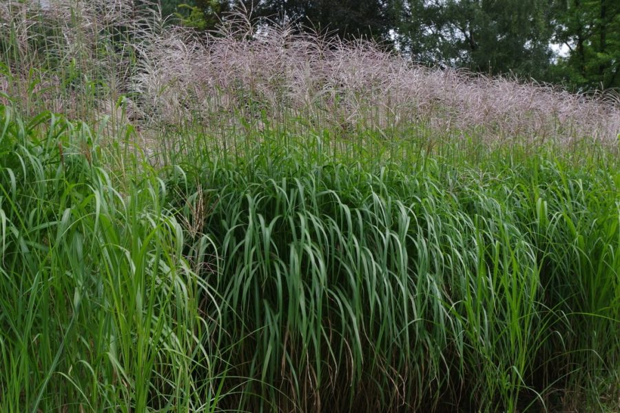 Miscanthus. Bron: Universiteit Gent