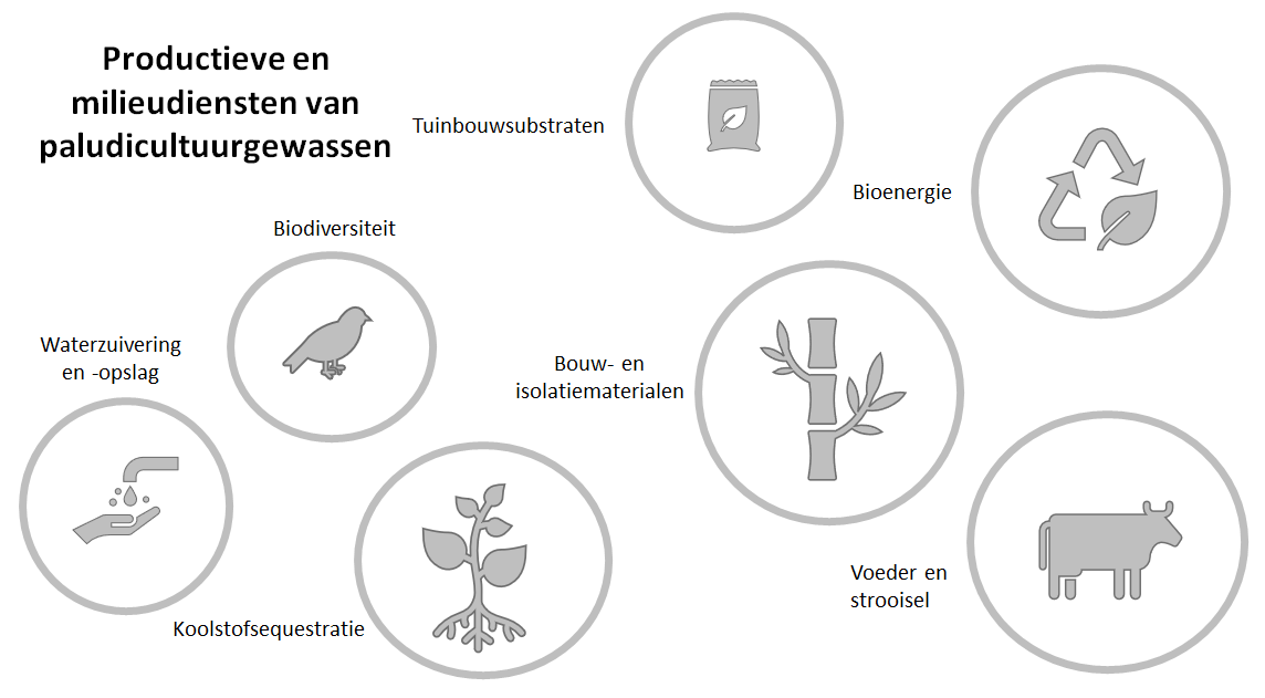 Belangrijkste productie- en milieudiensten van paludicultuur gewassen.