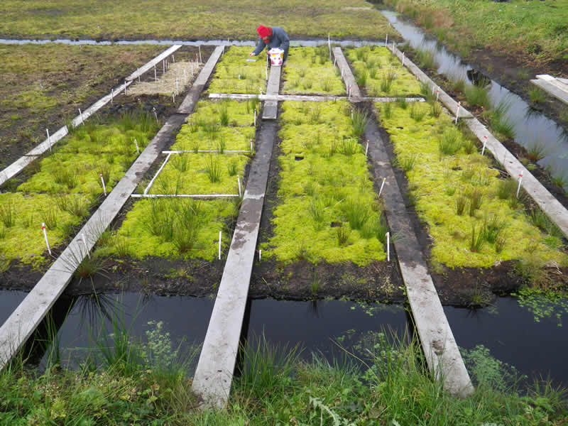 Sphagnumveldproef in het project PROSUGA aan de universiteit van Greifswald (Greifswald Mire Center, 2020).
