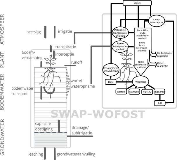 Schematische voorstelling van werking van het gekoppelde SWAP-WOFOST model (1-D) dat gebruikt werd voor deze studie.