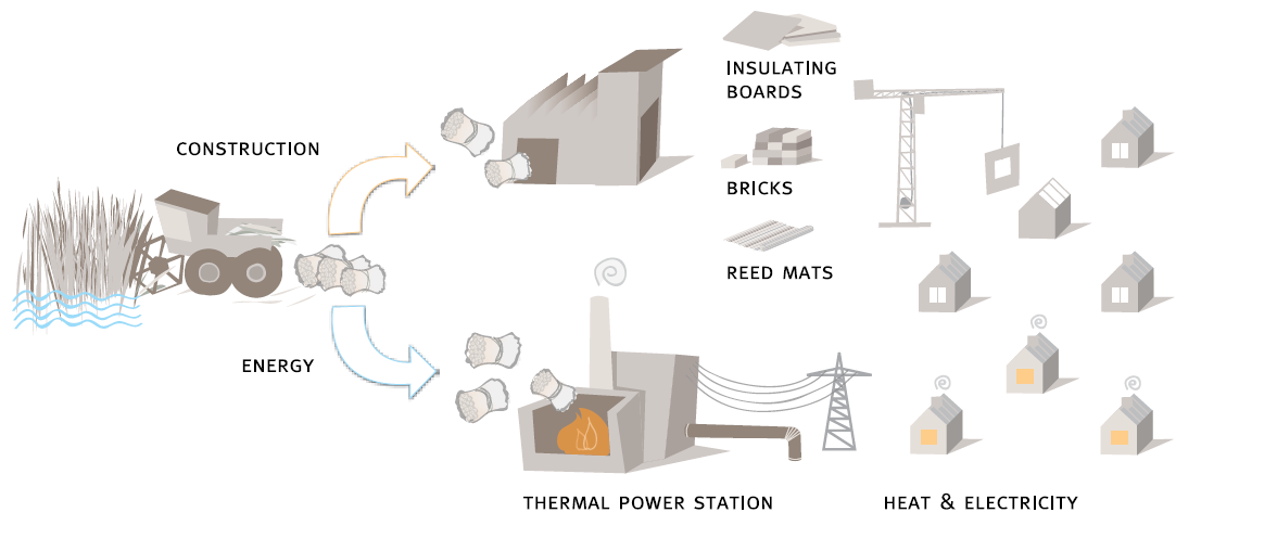 Energiecyclus van teelt tot eindproduct voor riet (Greifswald Mire Center, 2015)