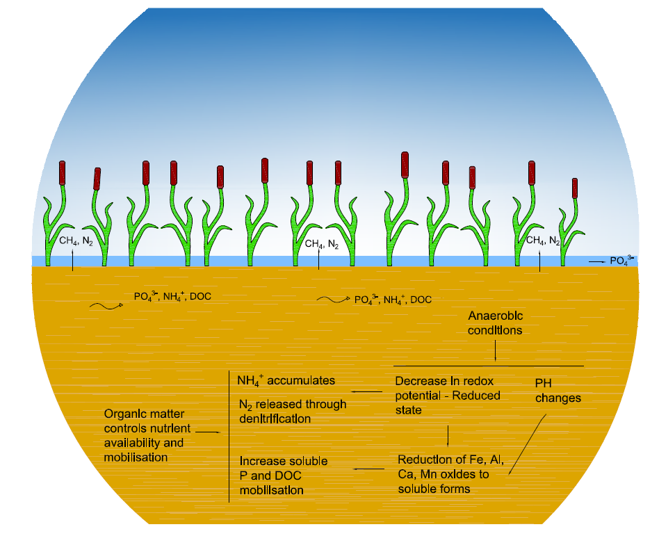 Belangrijkste elektrochemische transformaties in de bodem onder water.