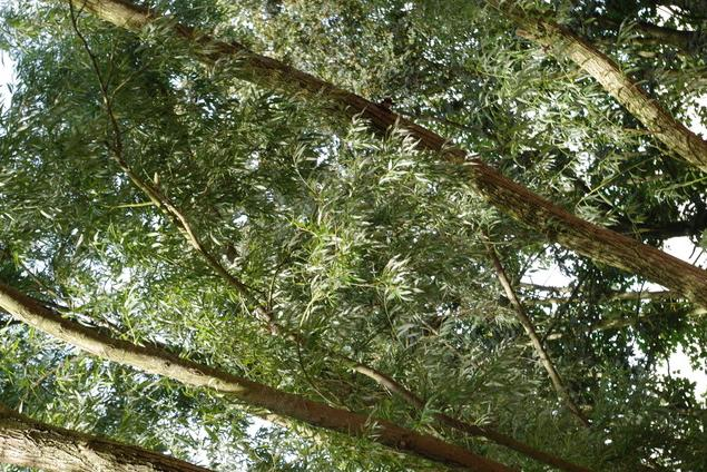 Wilgenboom Bron: Natuurpunt
