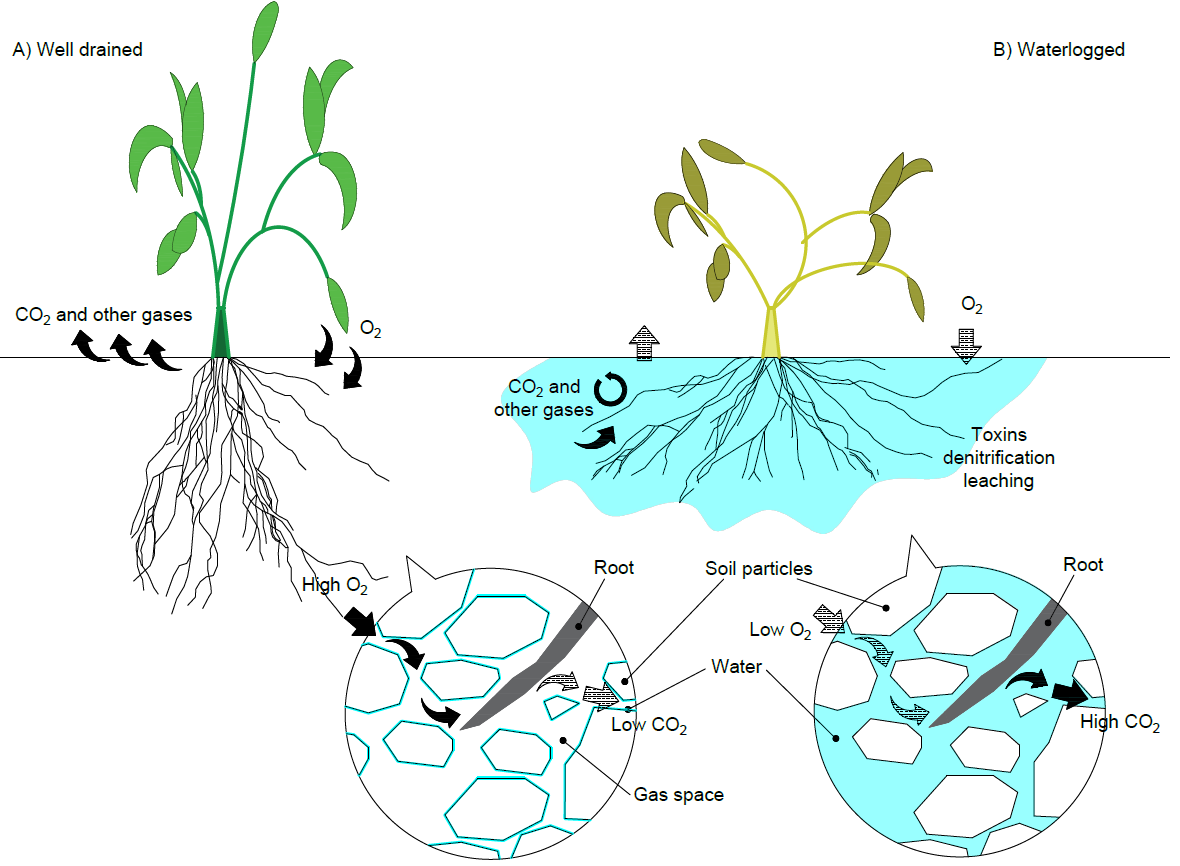 Diffusion of gasses in well drained soils and waterlogged soils. Adapted from
