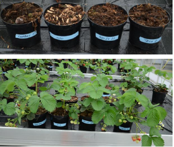 Horticultural substrates trials with miscanthus and other fibers in the project I-LOVE-T.