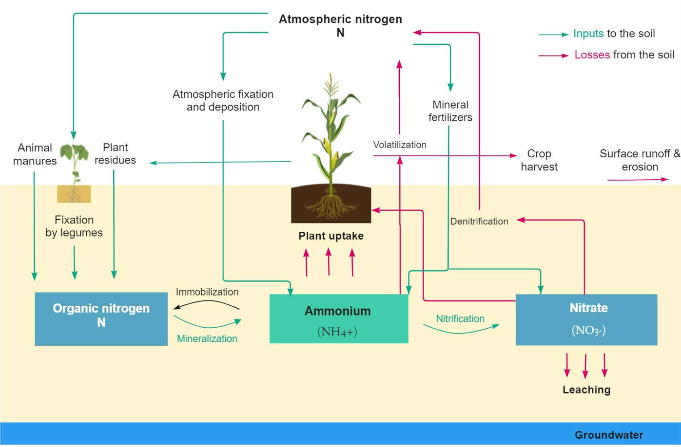 Nitrogen pathways and transformations. Adapted from .