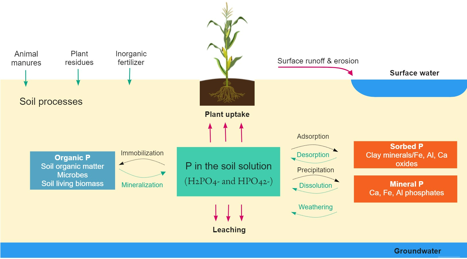 Phosphorous pathways and transformations in the soil. Adapted from .