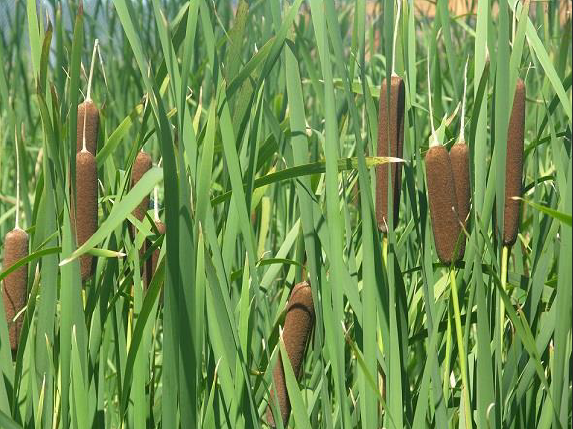 Cattail with its typical “cigar”