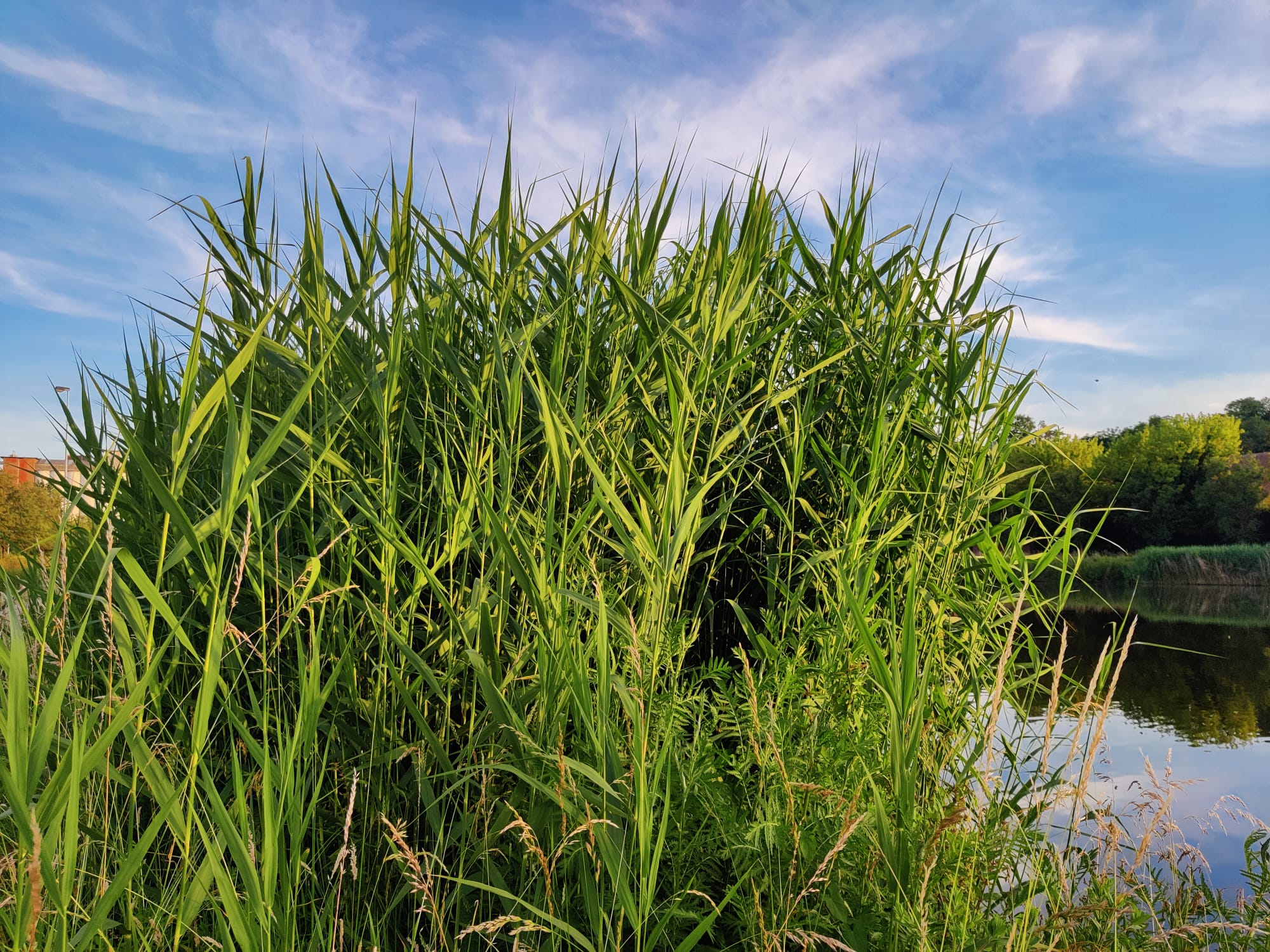 Common reed growing spontaneously on the banks of the canal “Vaart Leuven-Mechelen”.