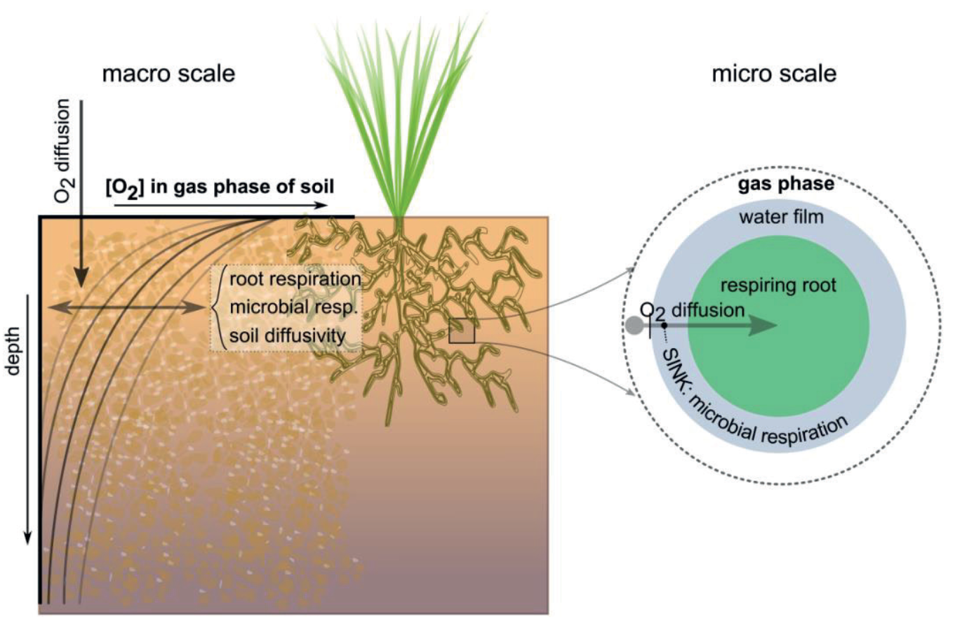 Schematization of the oxygen module for determining daily respiration and transpiration reduction. The module combines physiological processes, root and microbial respiration; and physical processes, diffusion at both macro and microscale. Figure taken from .