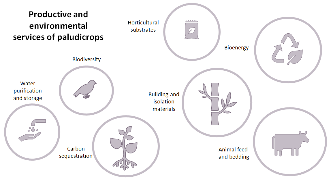 Main productive and environmental services from paludicrops.