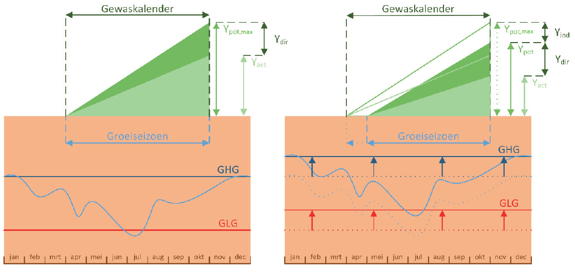 Voorbeeld van de berekening van de potentiële en de werkelijke opbrengst wanneer rekening wordt gehouden met directe en indirecte effecten. Links is de referentiesituatie weergegeven en rechts de situatie na een bevochtigingsmaatregel. Het donkergroene vlak geeft de potentiële gewasopbrengst weer en het lichtgroene vlak de werkelijke gewasopbrengst. Figuur ontleend aan Werkgroep Waterwijzer Landbouw (2018).