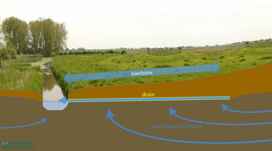Effect van drainage in een kwelzone op de grondwaterstanden, en op de grondwaterstroming uit een hoger gelegen gebied.