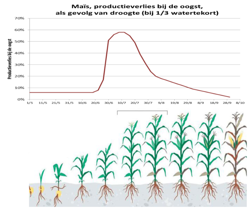 Droogtegevoeligheid van maïs gedurende het groeiseizoen