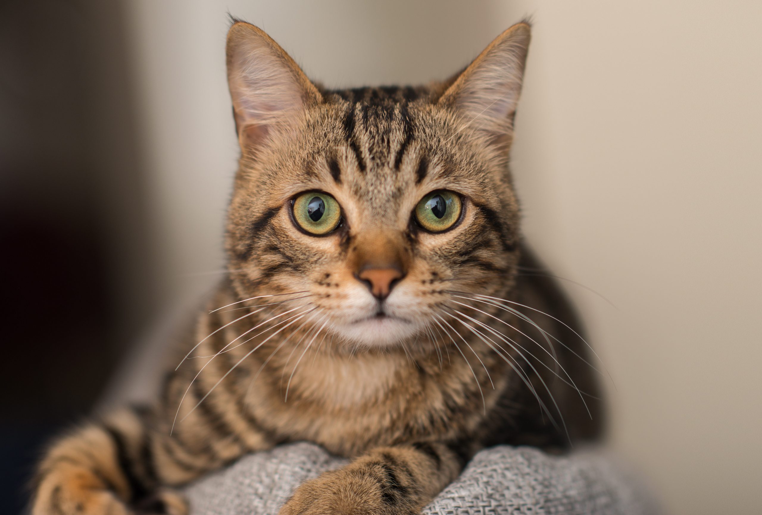 This image of cat is taken off the web