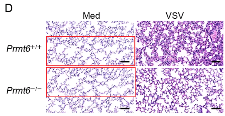 From Bik (2019), below. The same micrograph shifted and used twice.