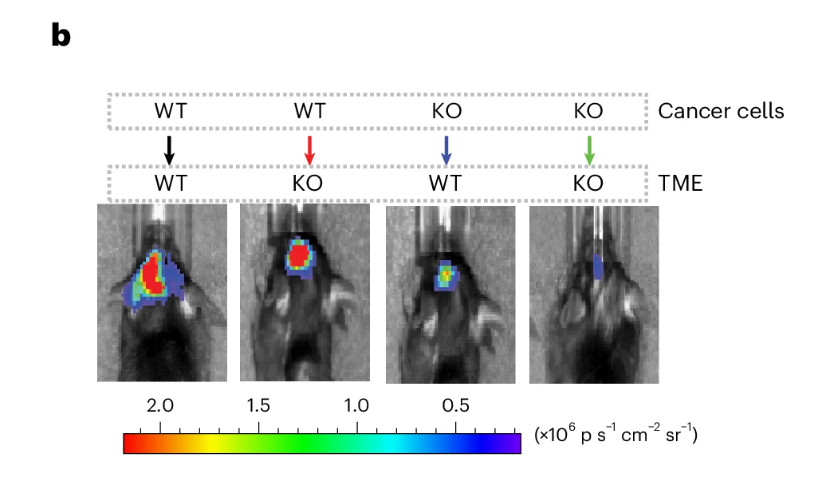 Figure 6b in Wu et al. (2024), which was recently retracted at the time of writing. The two center mice in this panel of biofluorescence data are the same. In fact if you look carefully, they are completely the same.