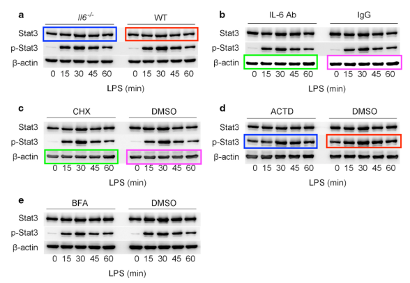 From Bik (2019), below. Simple duplicated Western blot lanes.